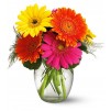 Fiesta de Gerberas